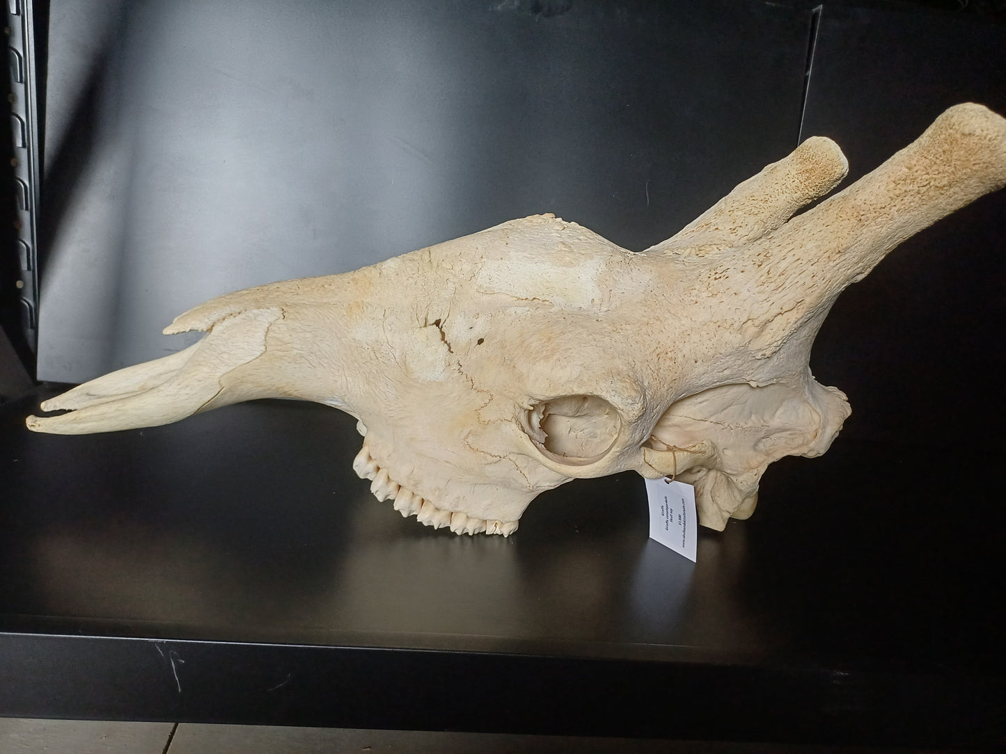 Giraffe skull top (CITES)