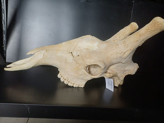 Giraffe skull top (CITES)