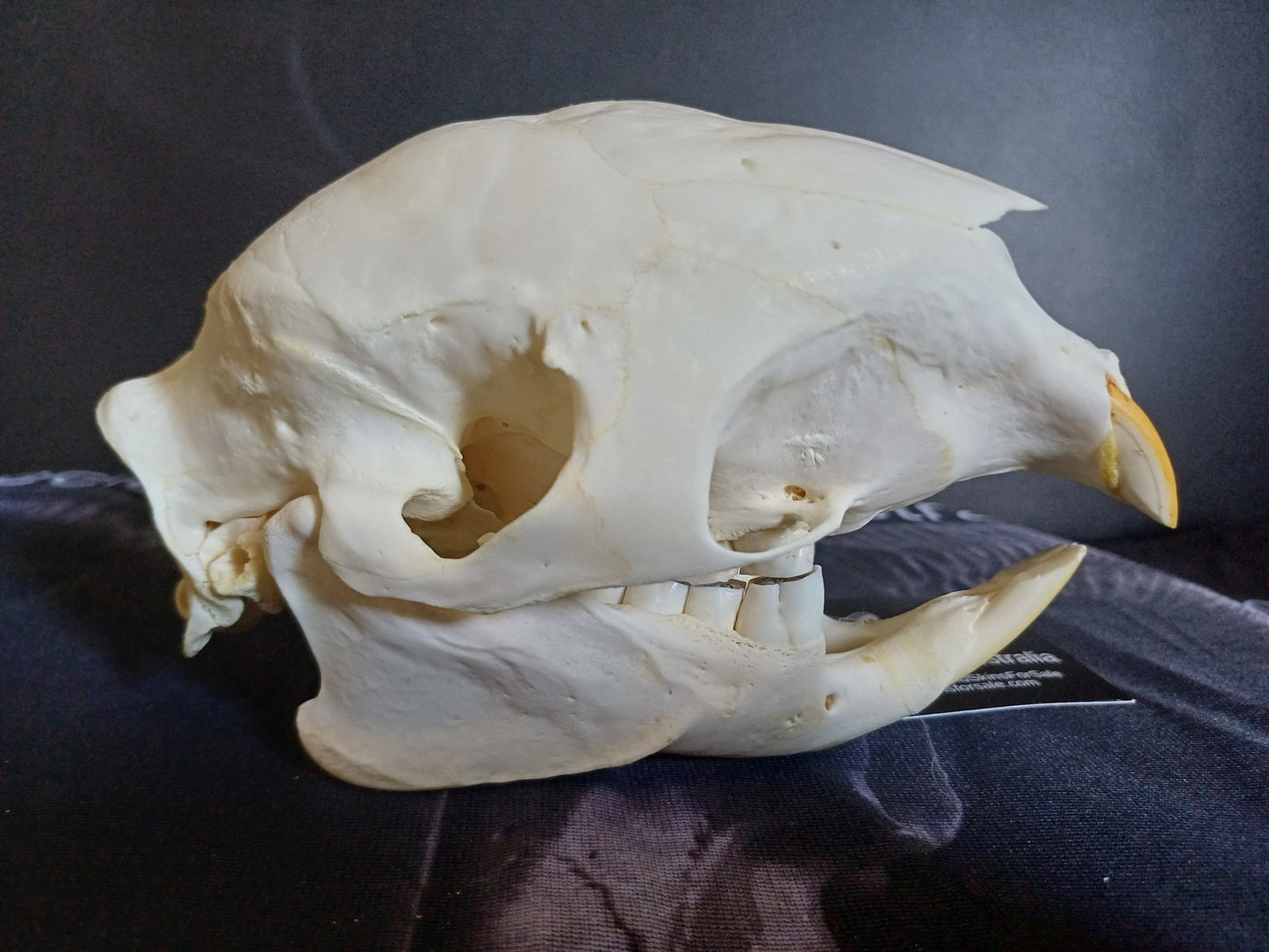 African Porcupine Skull