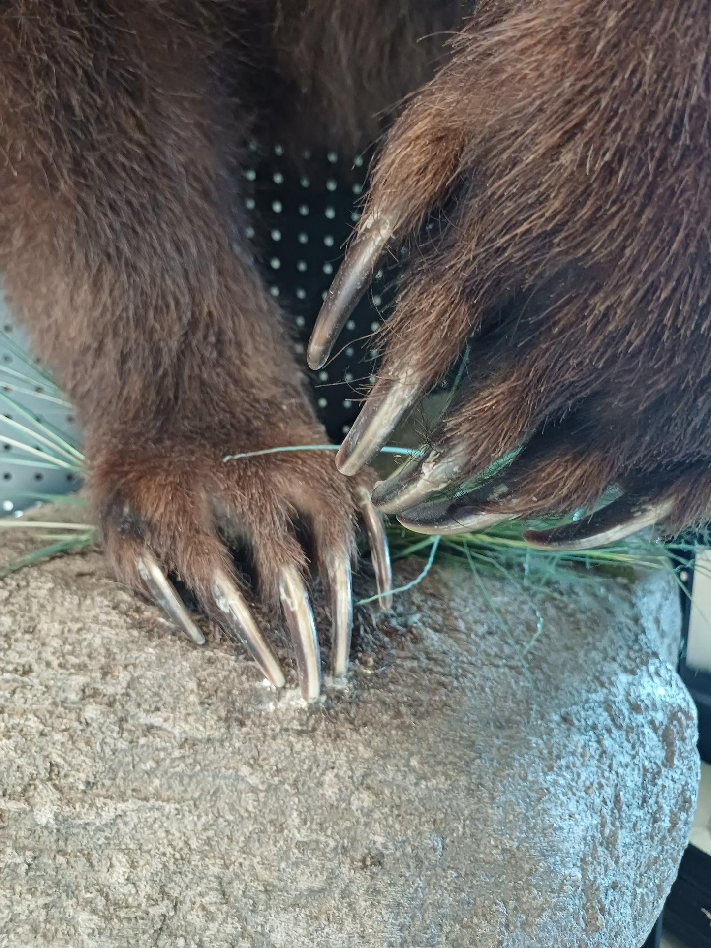 Half mount grizzly bear