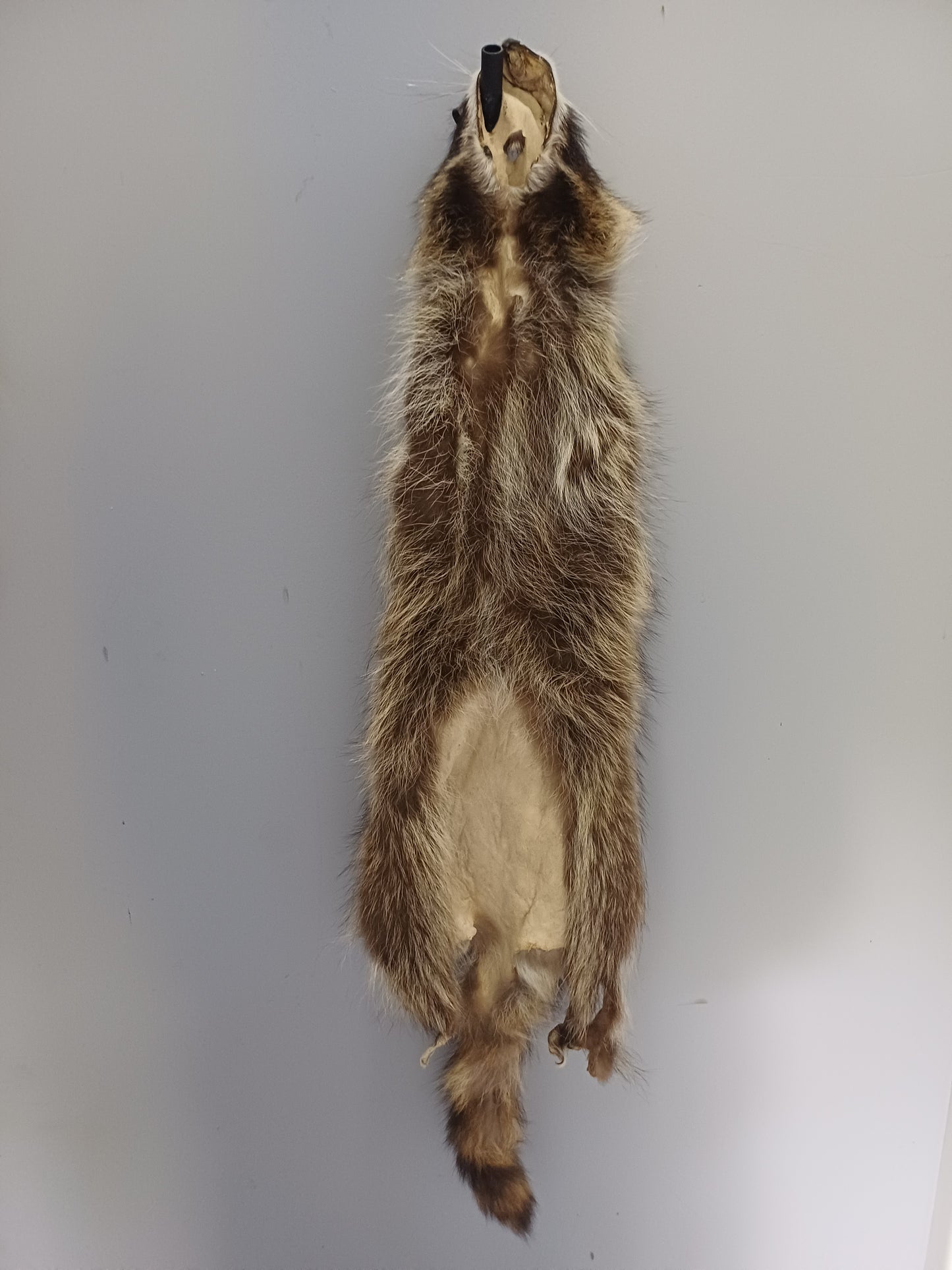 Raccoon wall hanger - Large