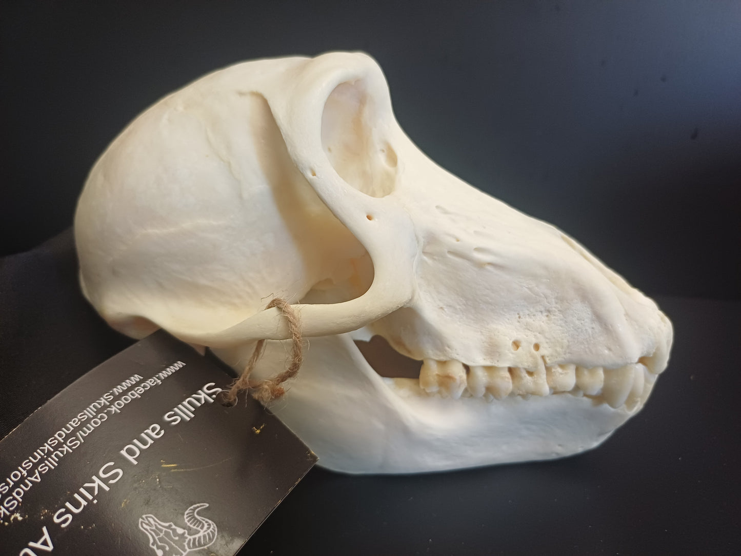 Chachma Baboon skull - female CITES