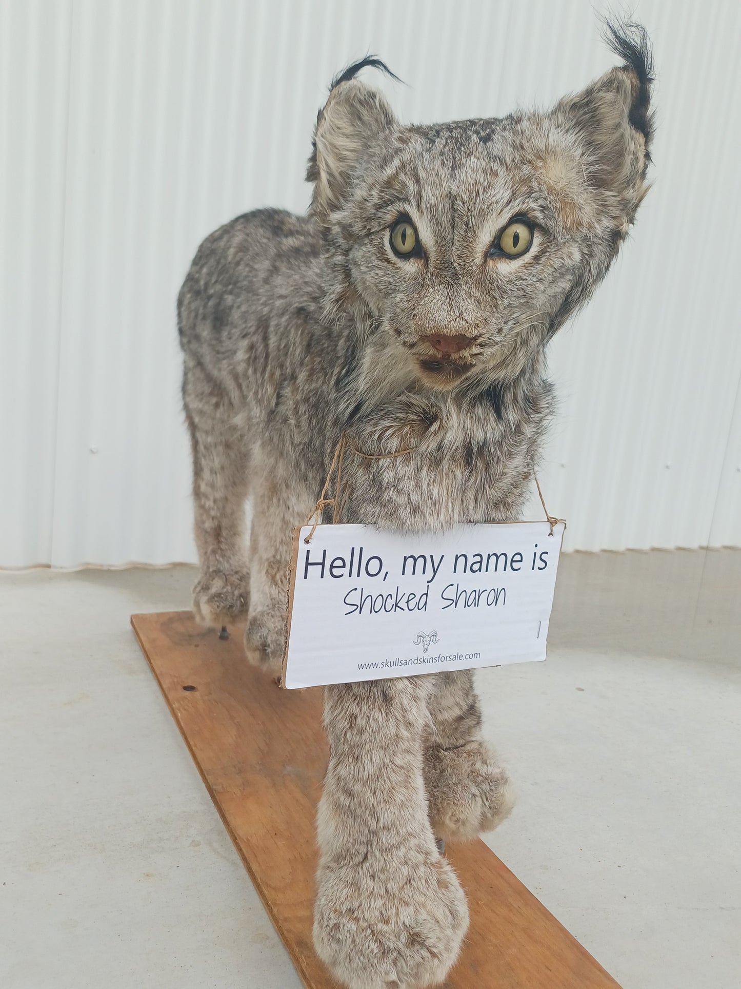 Lynx taxidermy mount (Shocked Sharon)