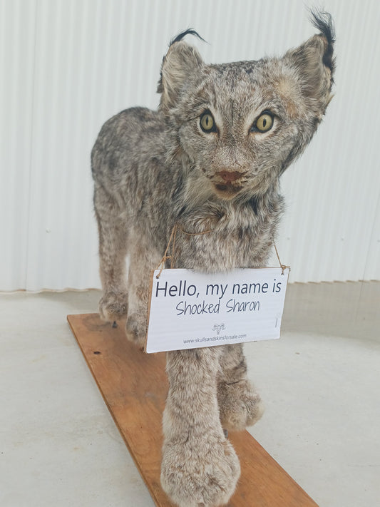 Lynx taxidermy mount (Shocked Sharon)