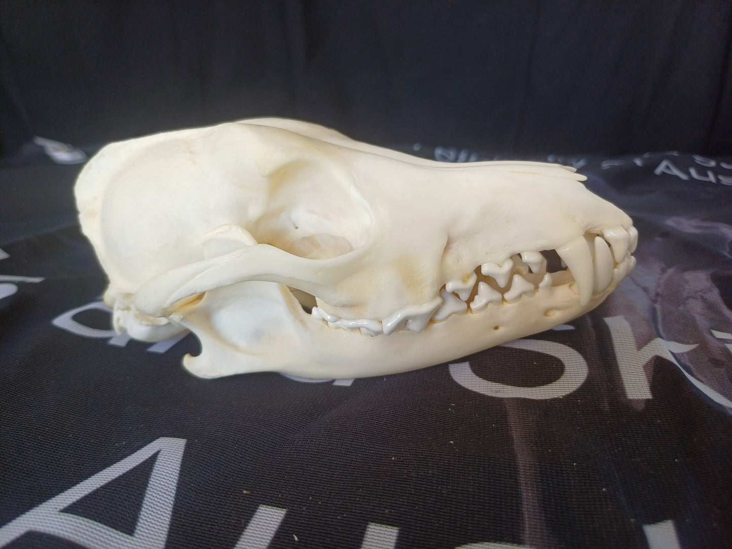 Black Backed Jackal Skull