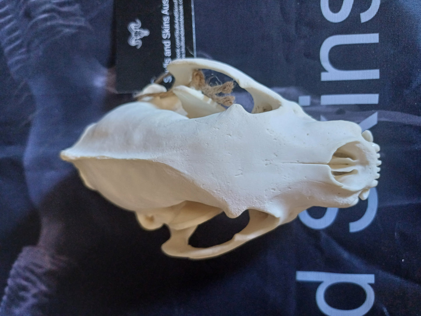 Wolverine Skull