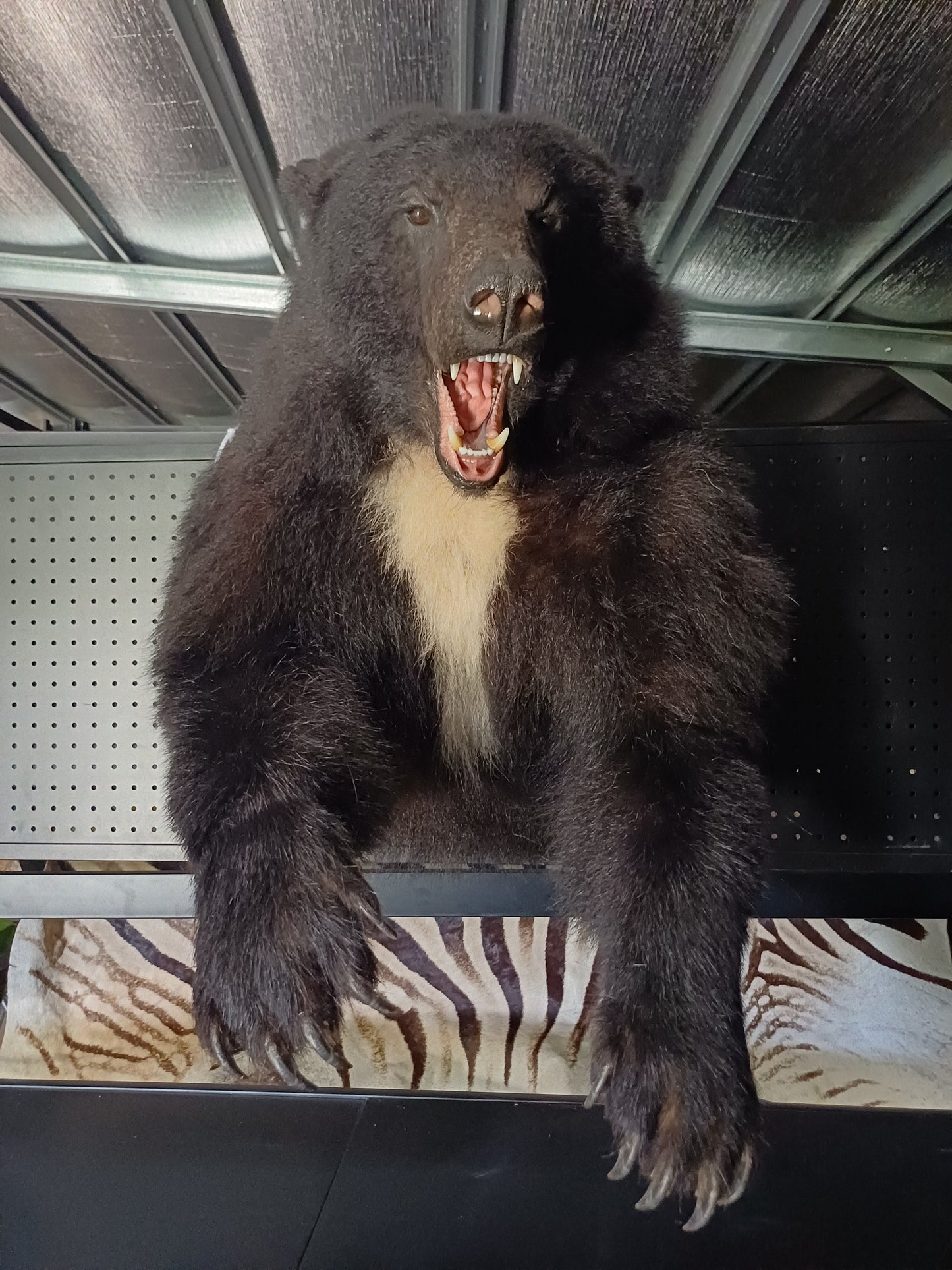 Black bear taxidermy half mount
