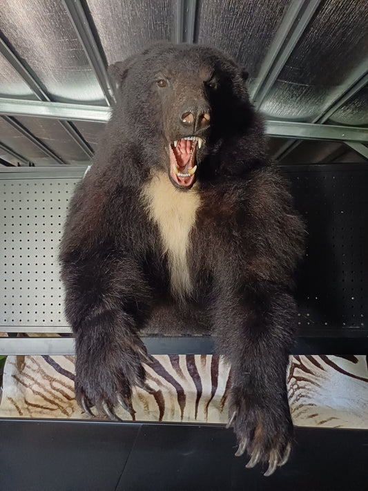 Black bear taxidermy half mount