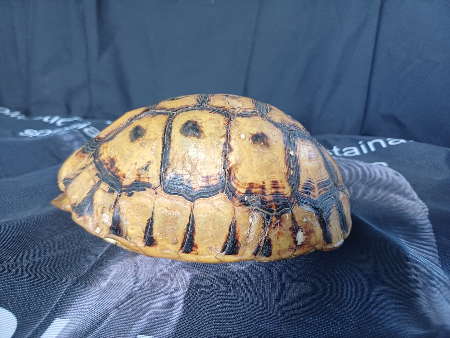 Large Angulate tortoise shell (CITES)