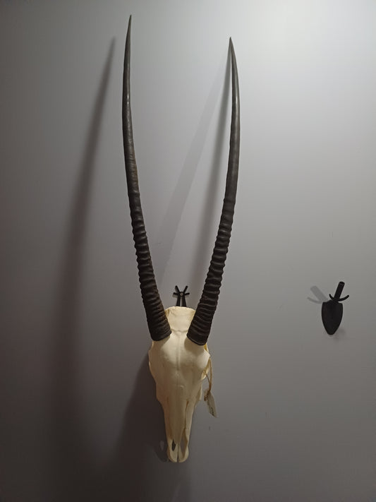 Oryx / Gemsbok skull