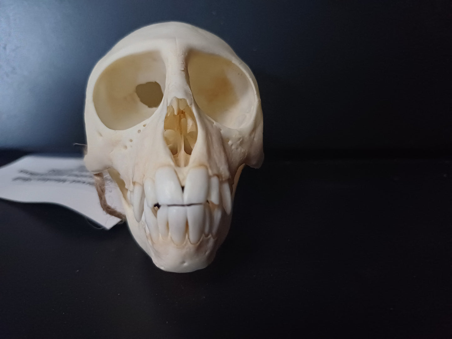 Vervet Monkey Skull - Female