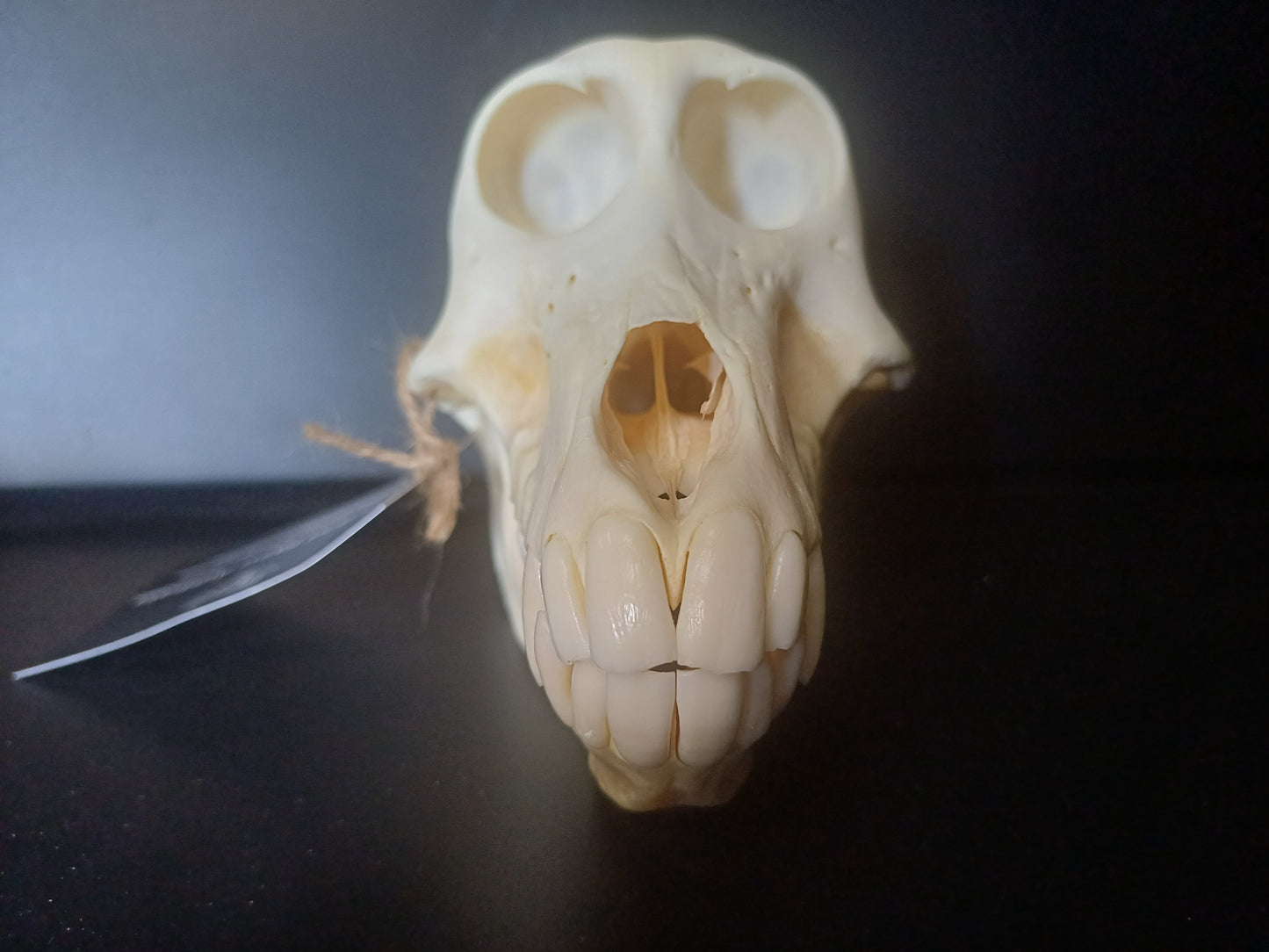 Chacma Baboon skull - sub adult female CITES