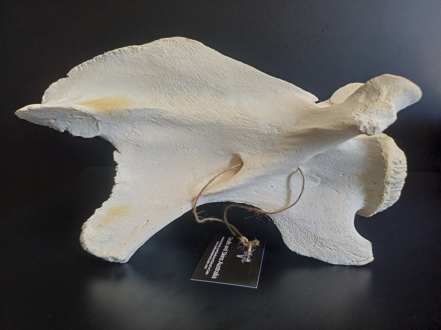 XL Giraffe Vertebrae (CITES permit inc)
