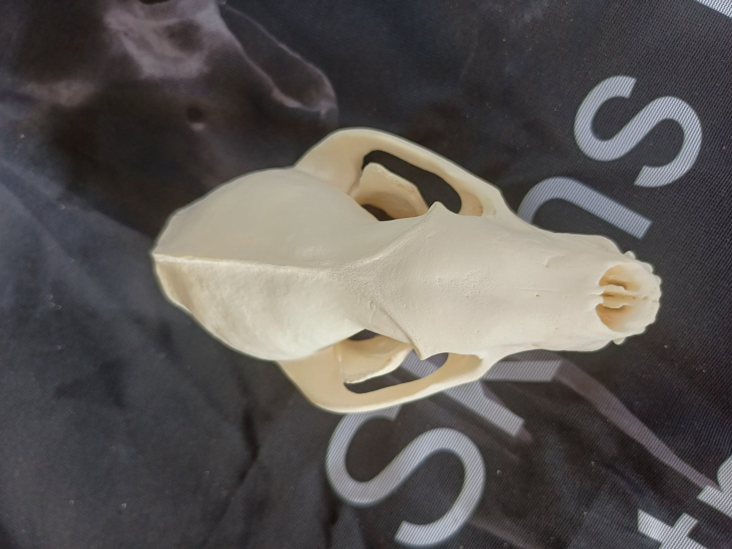 Badger Skull