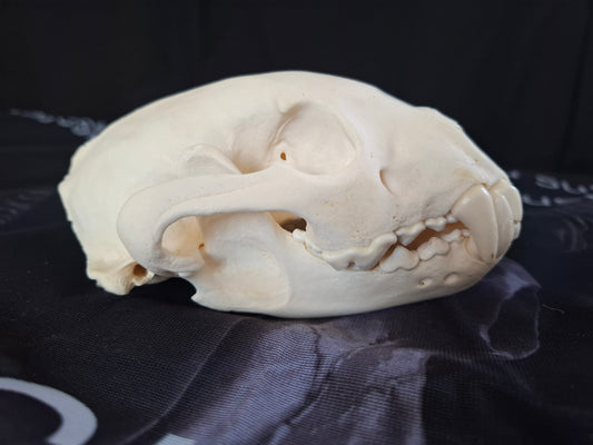 Wolverine Skull