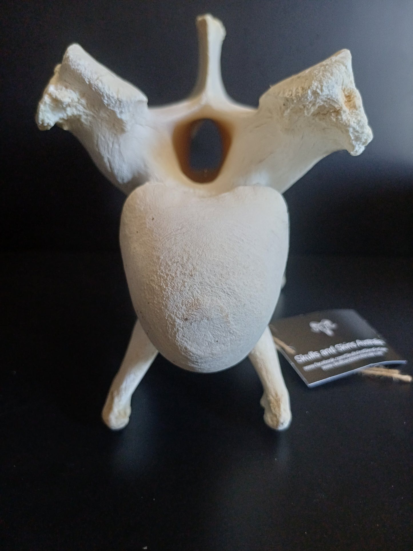 XL Giraffe Vertebrae (CITES permit inc)