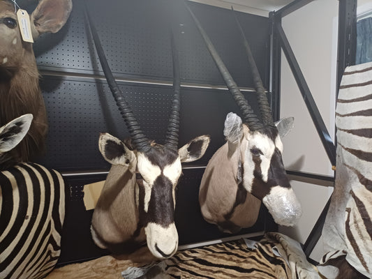 Oryx taxidermy shoulder mount