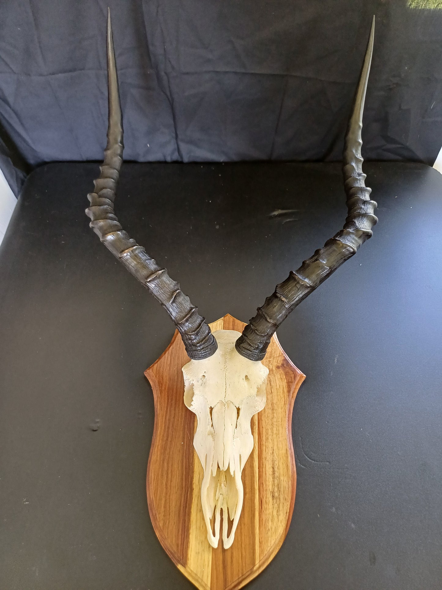 Impala skull on shield