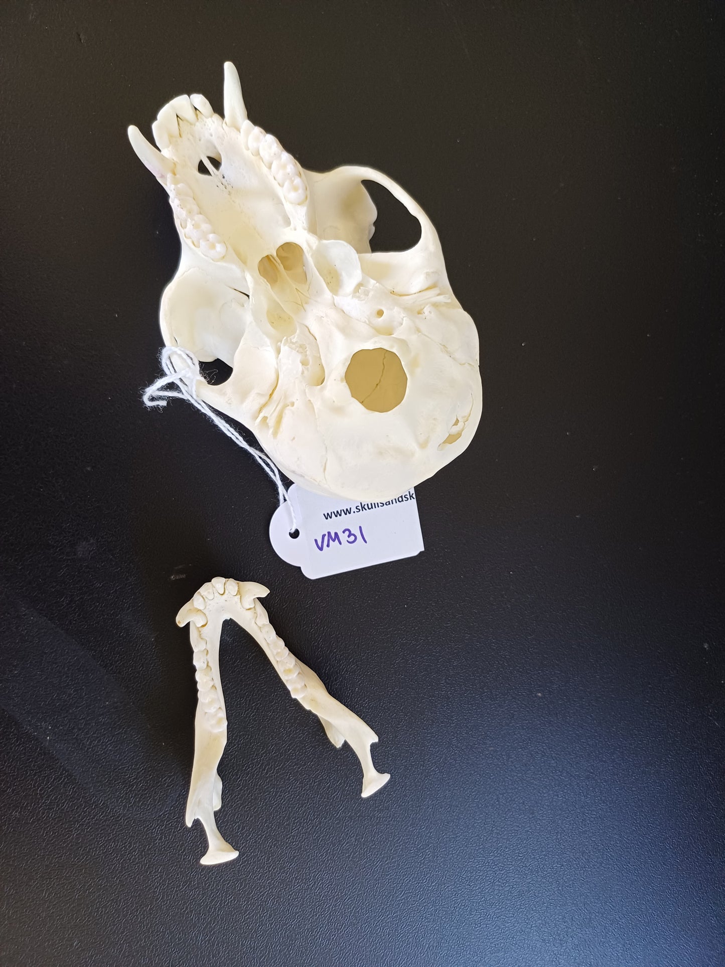 Vervet Monkey Skull - Male