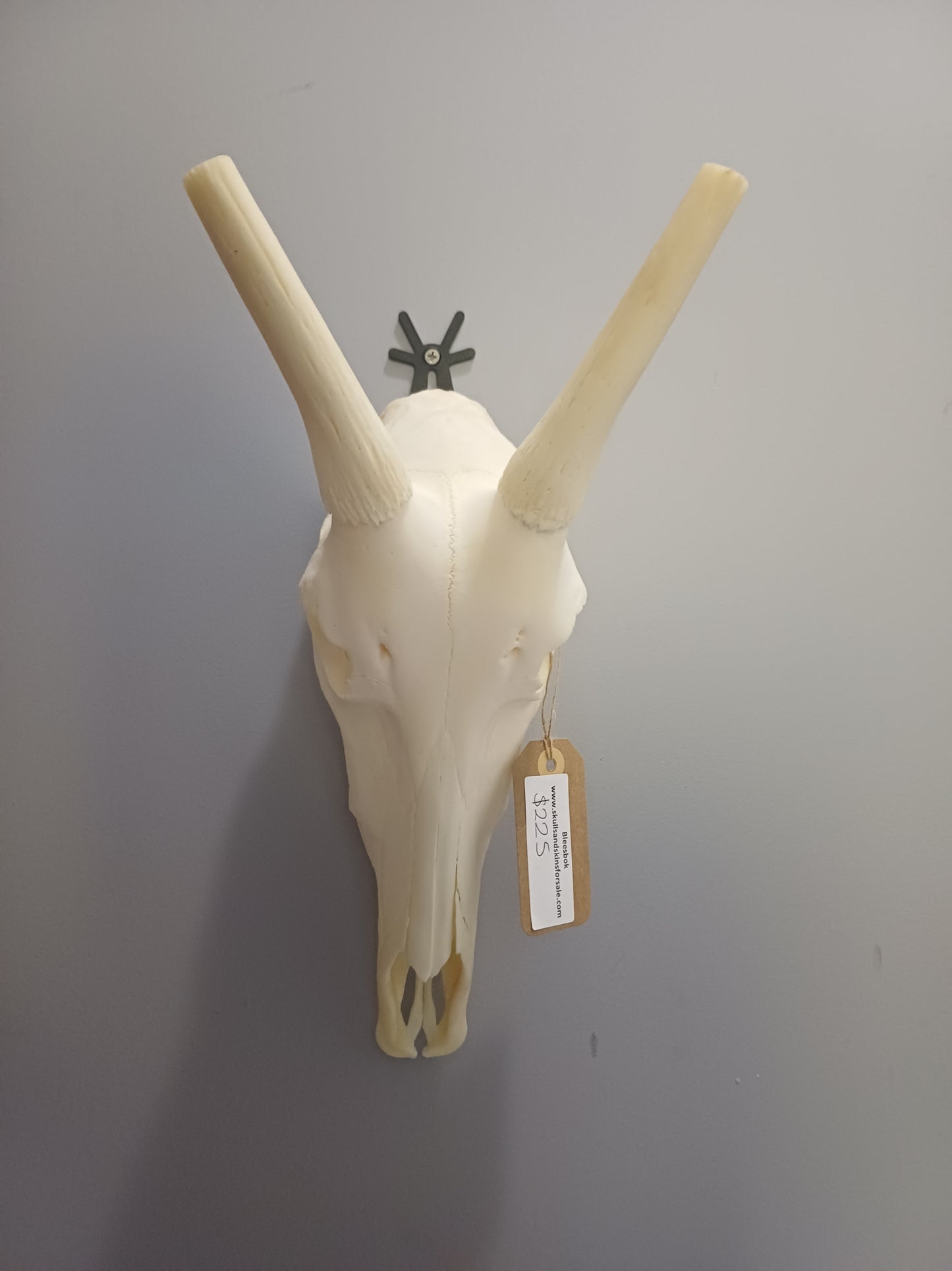 Blesbok skull
