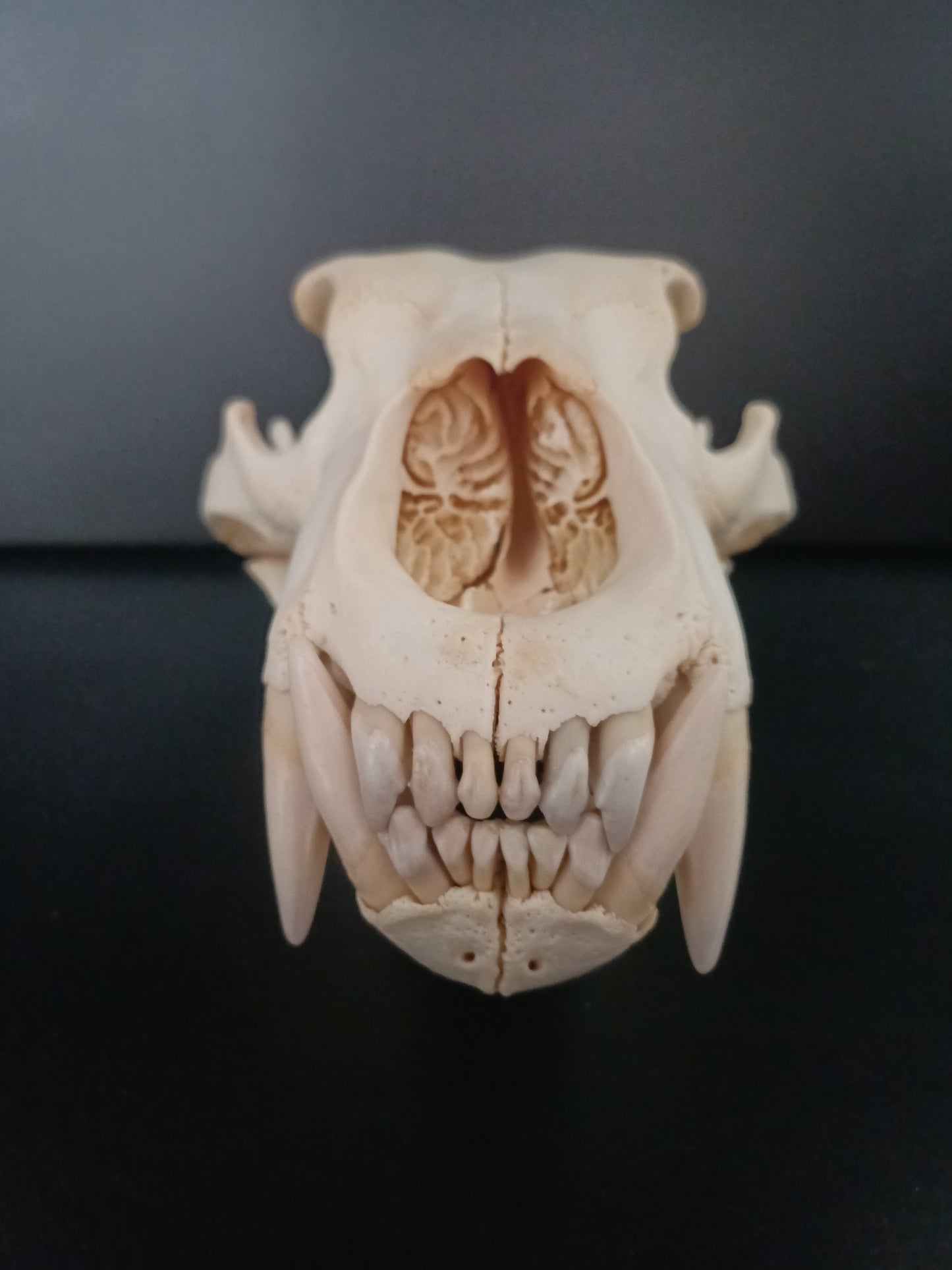Polar bear skull (CITES)