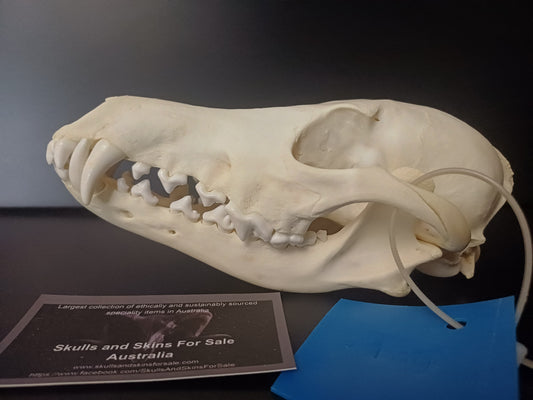 Coyote Skull