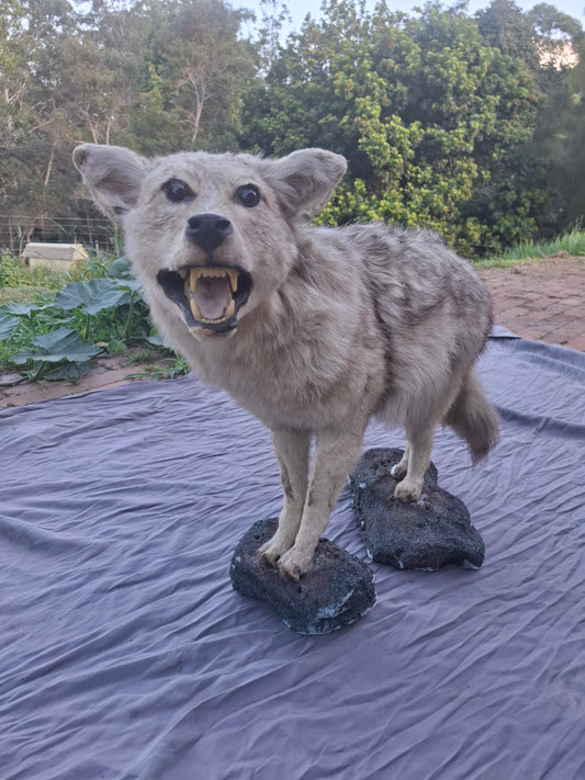 Derpy Coyote full mount