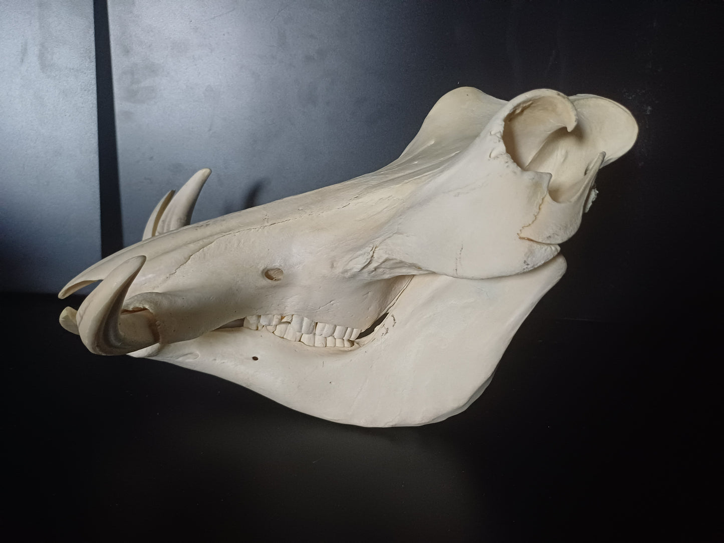 Warthog skull