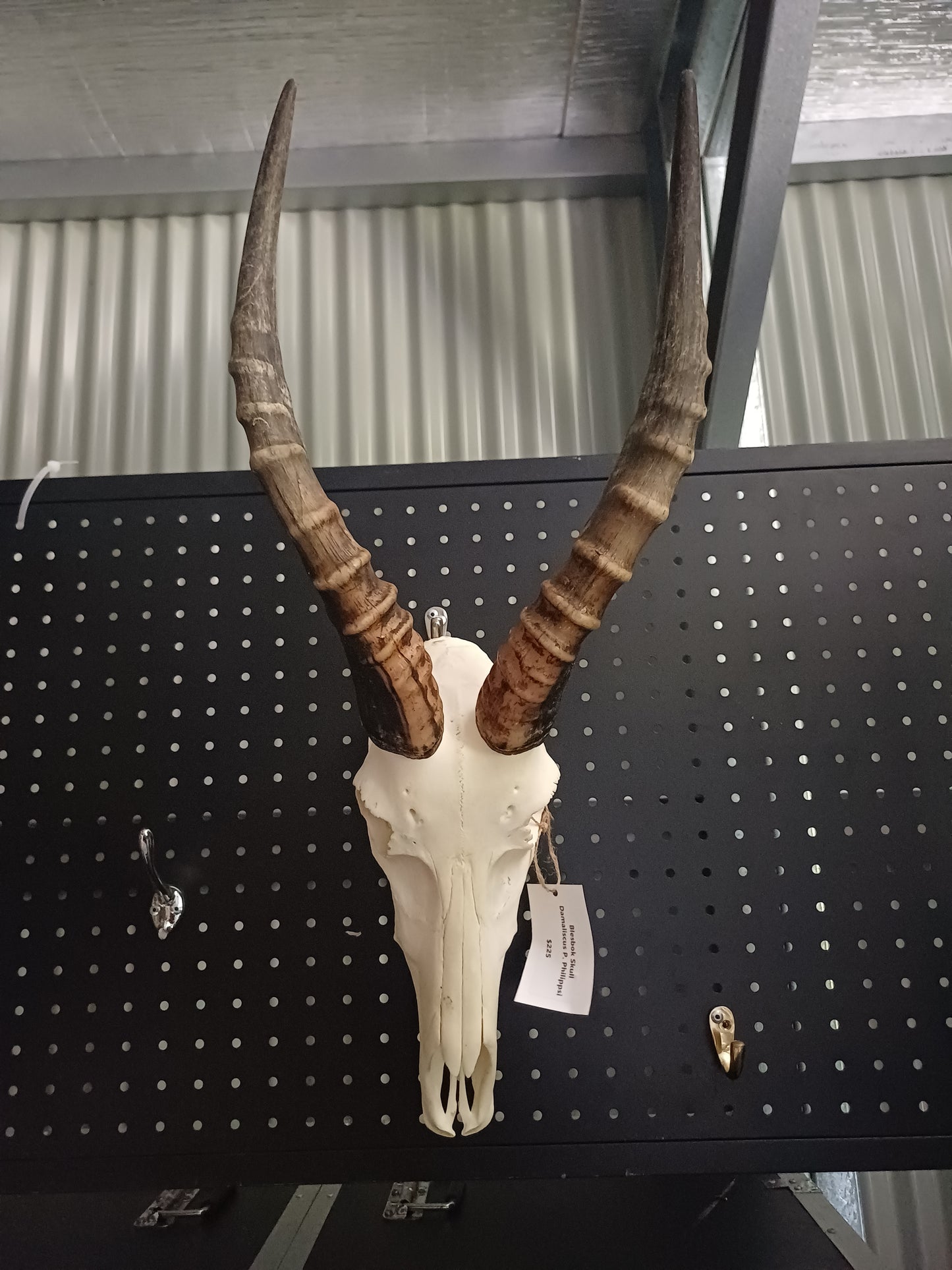 Blesbok skull