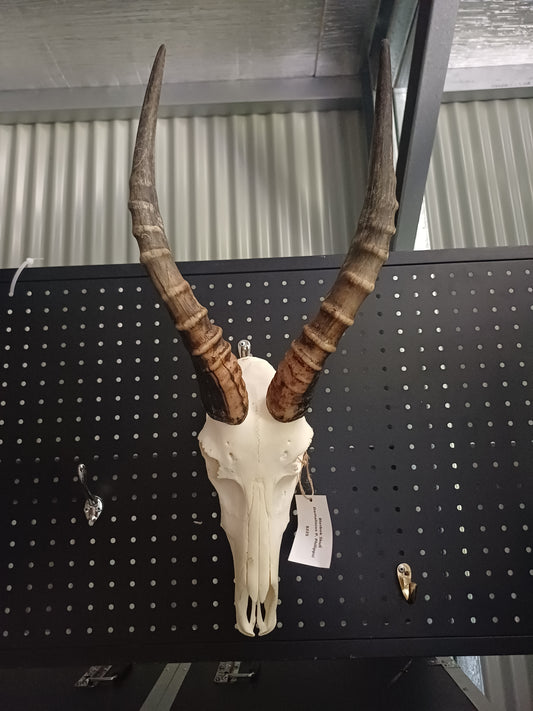 Blesbok skull