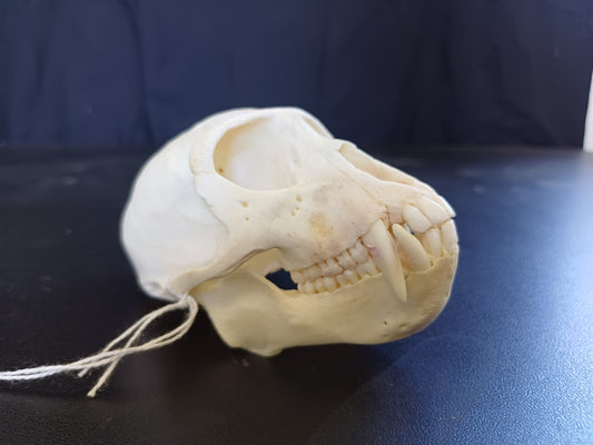 Vervet Monkey Skull - Male