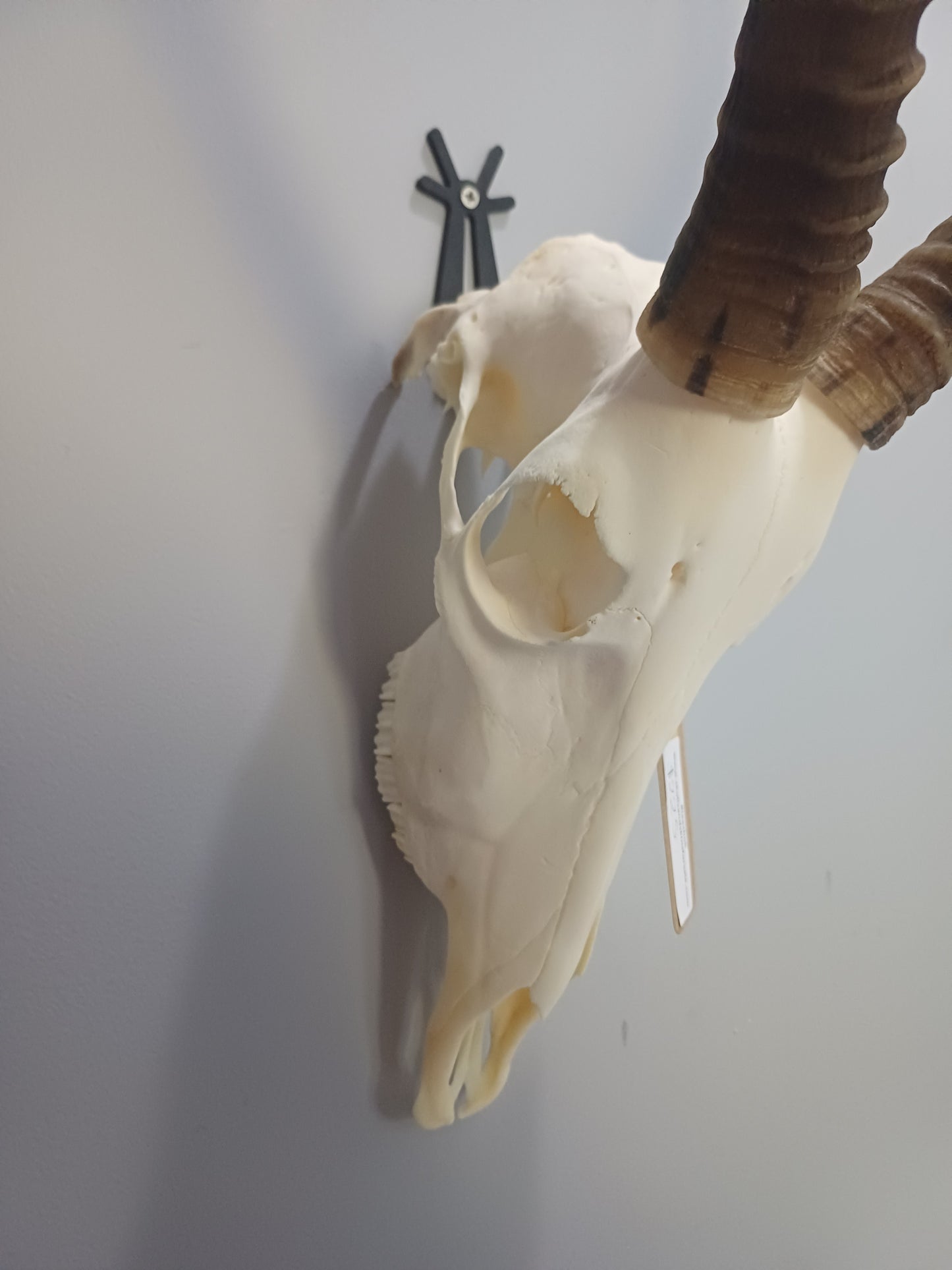 Blesbok skull