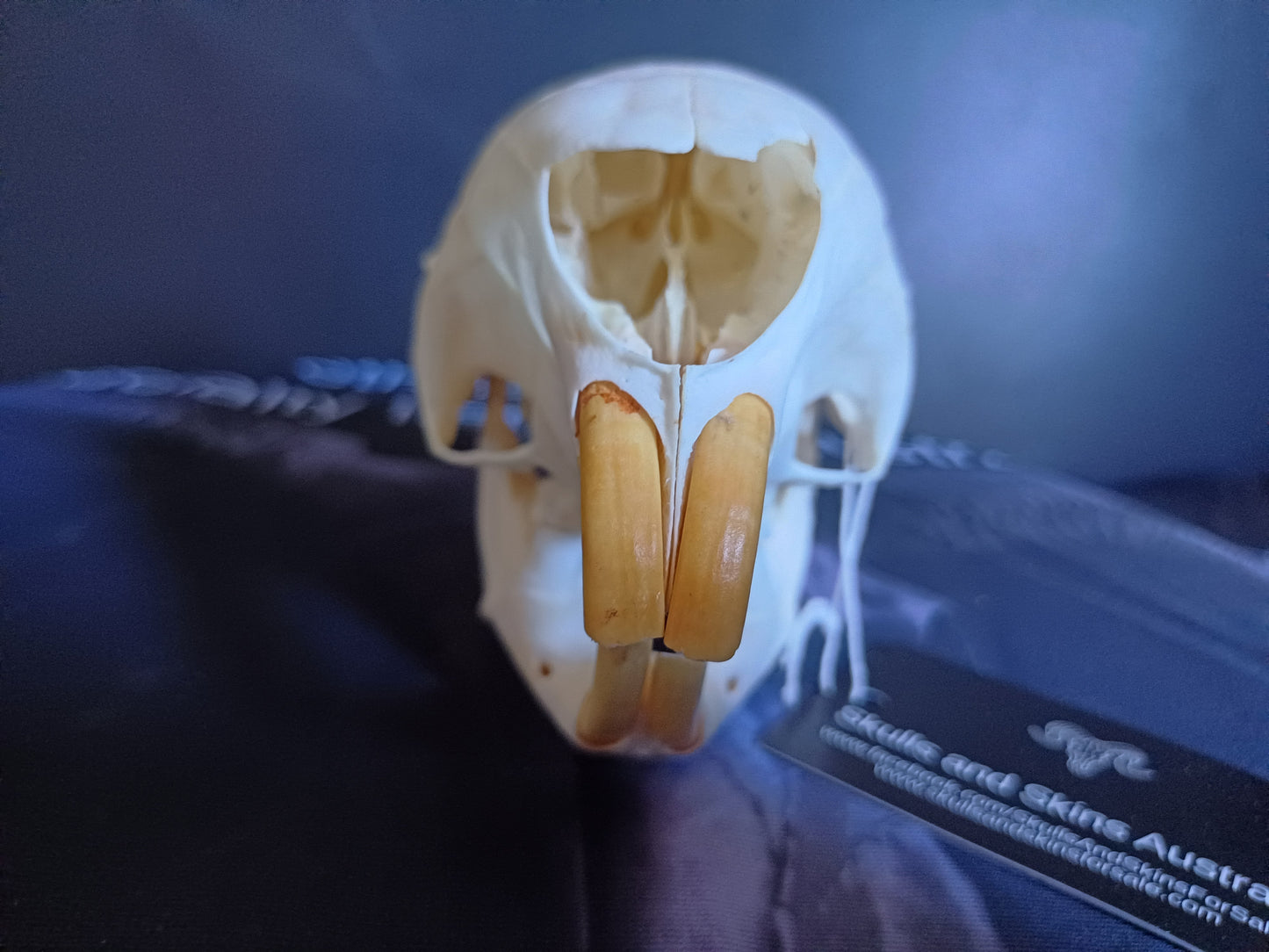 African Porcupine Skull
