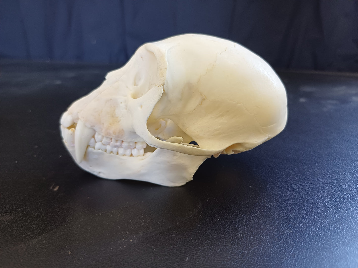 Vervet Monkey Skull - Male