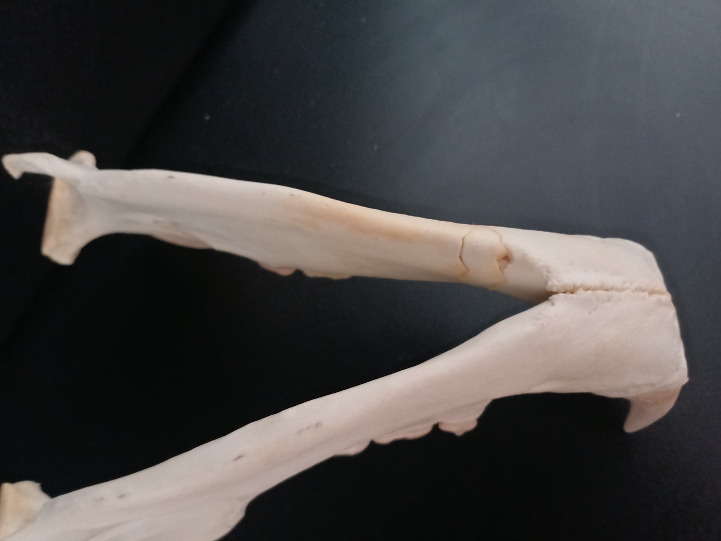 Polar bear skull (CITES)