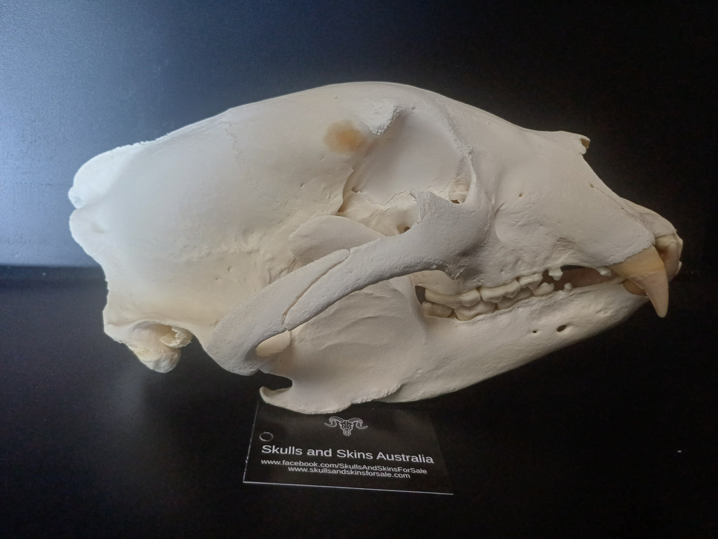 XL Black Bear skull