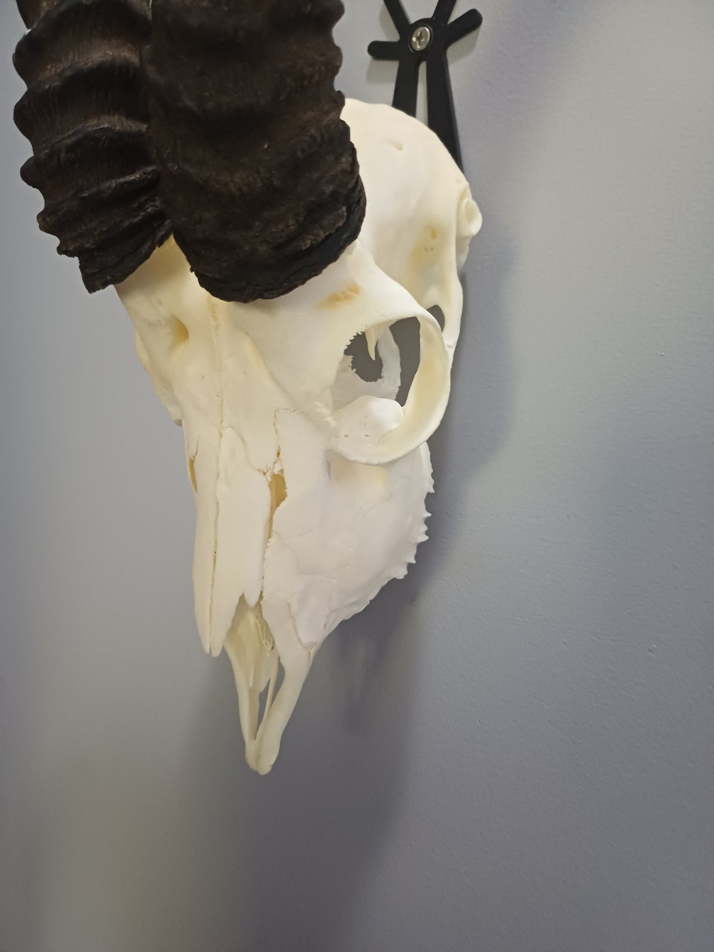 Male springbok skull