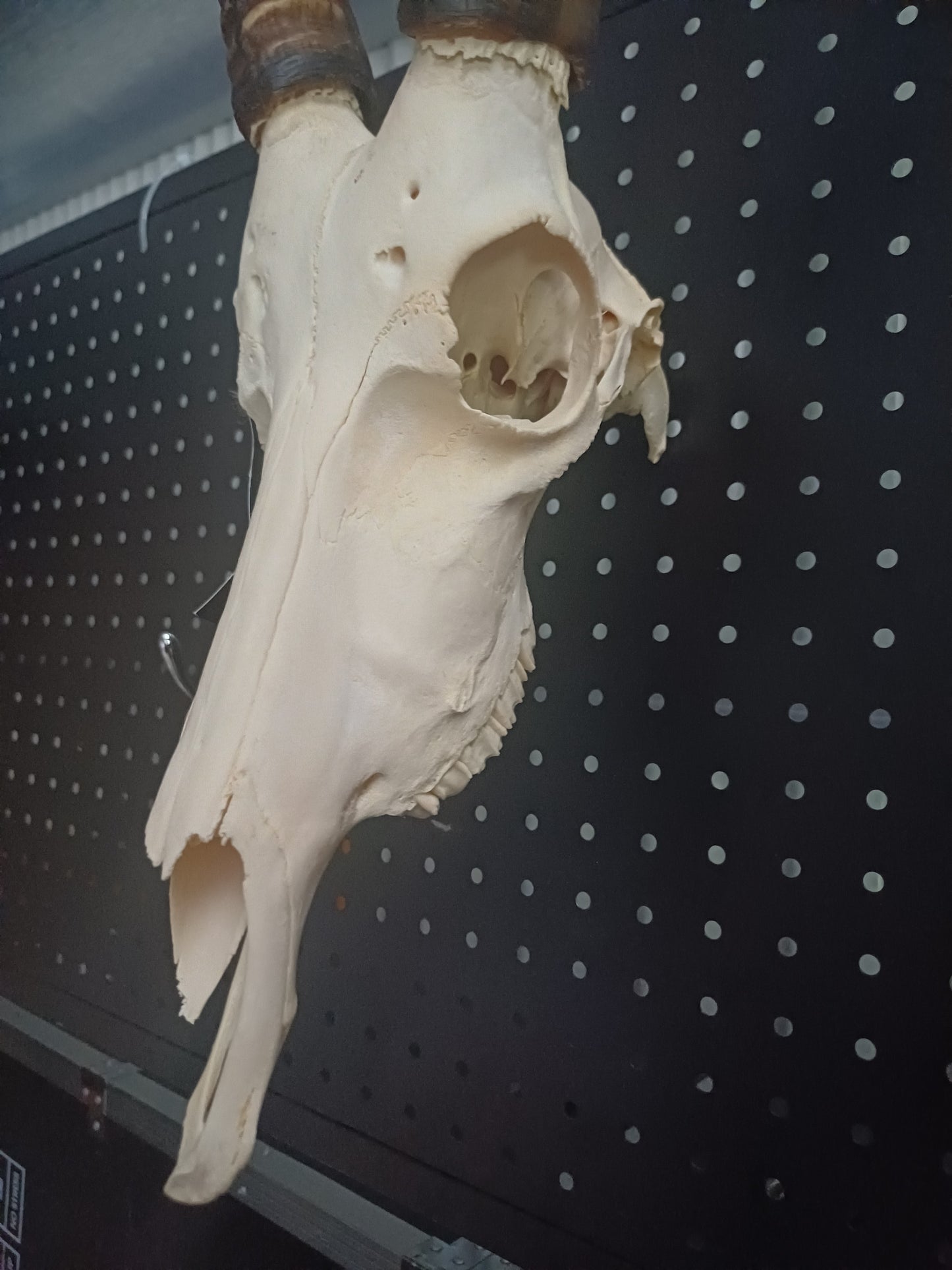 Blesbok skull