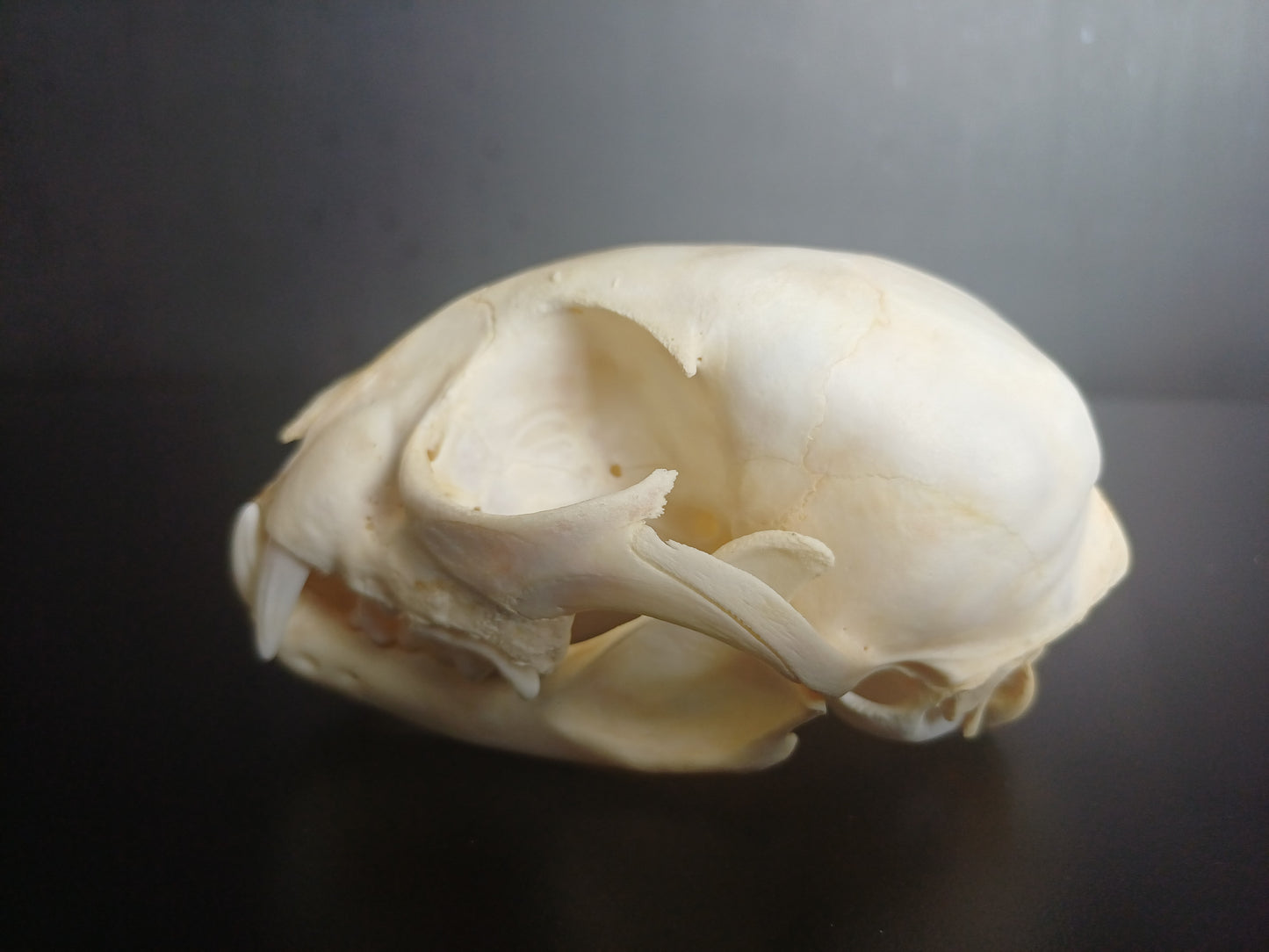 Lynx skull