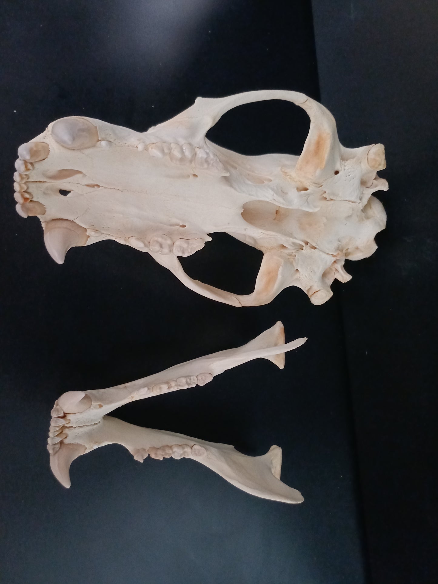 Polar bear skull (CITES)