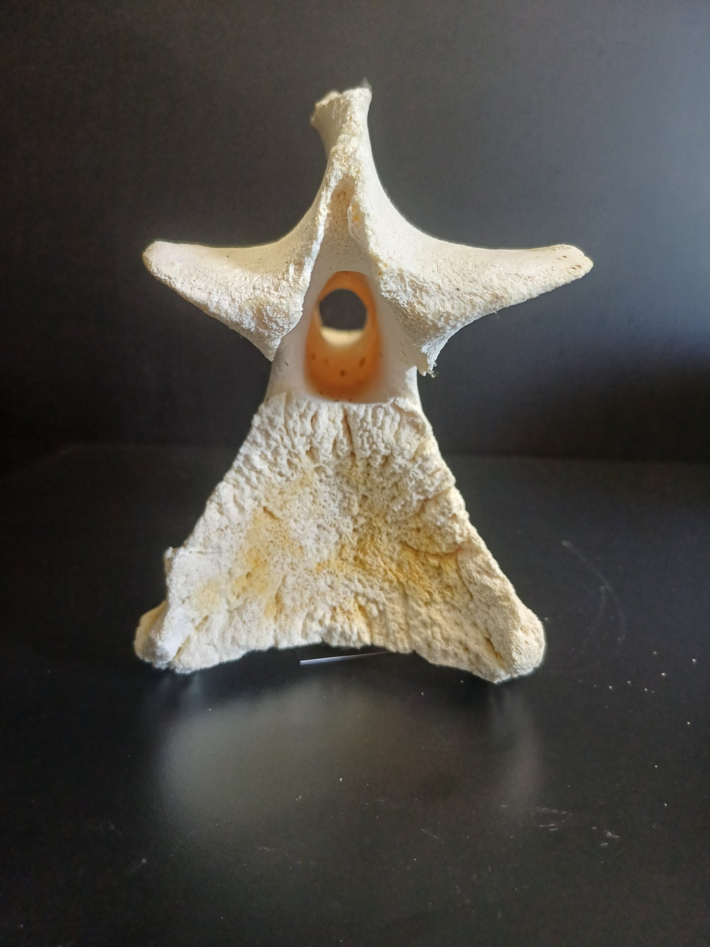 XL Giraffe Vertebrae (CITES permit inc)