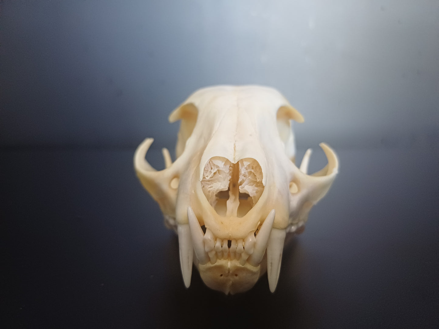 Lynx skull