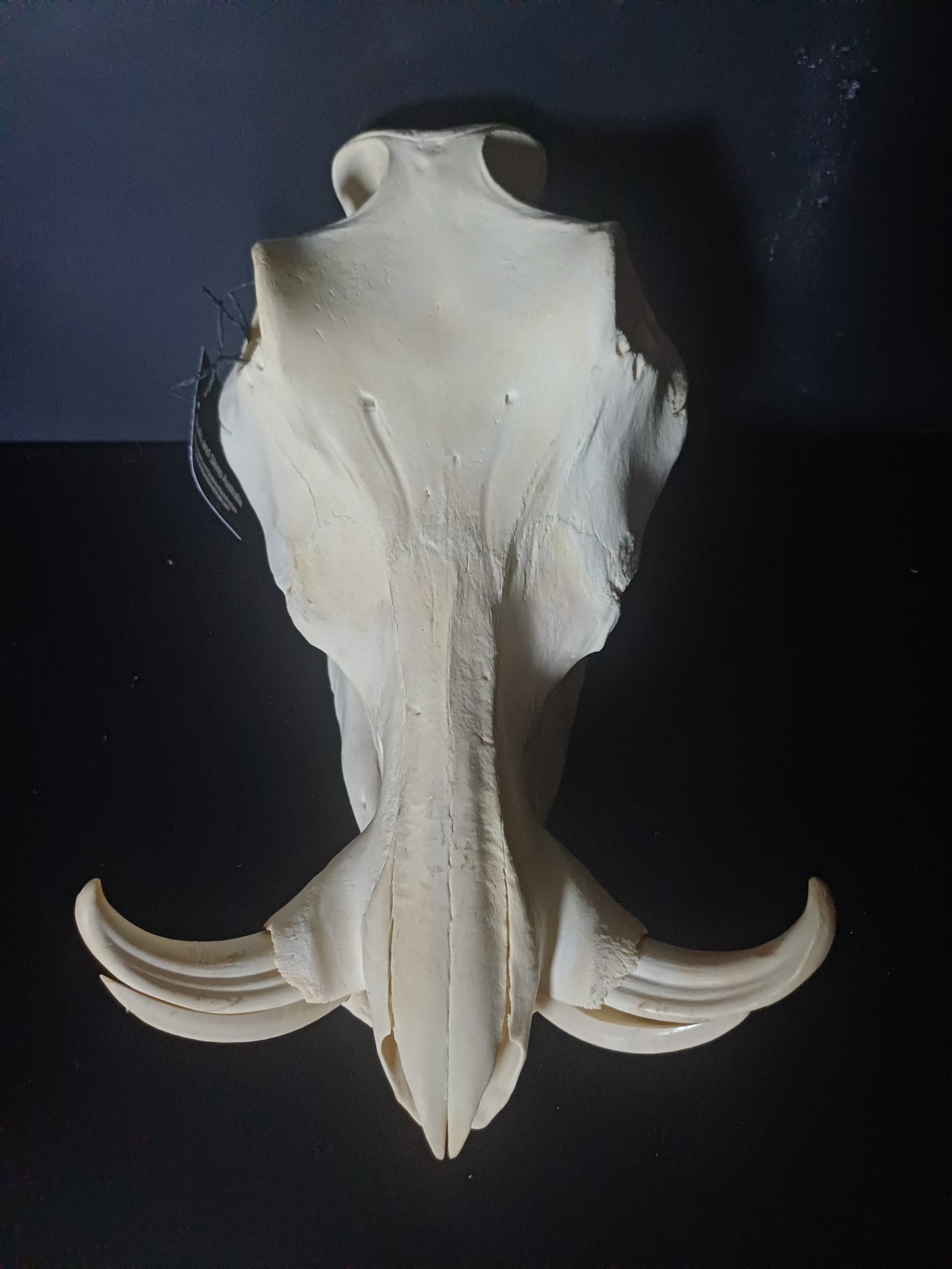 Warthog skull
