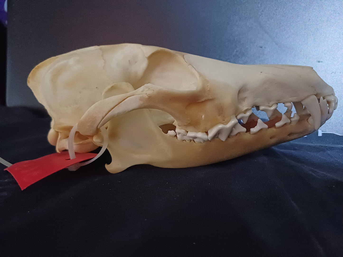 Coyote Skull