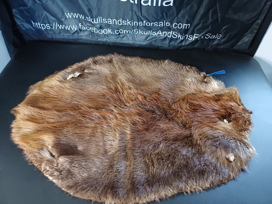 Large Beaver Pelt