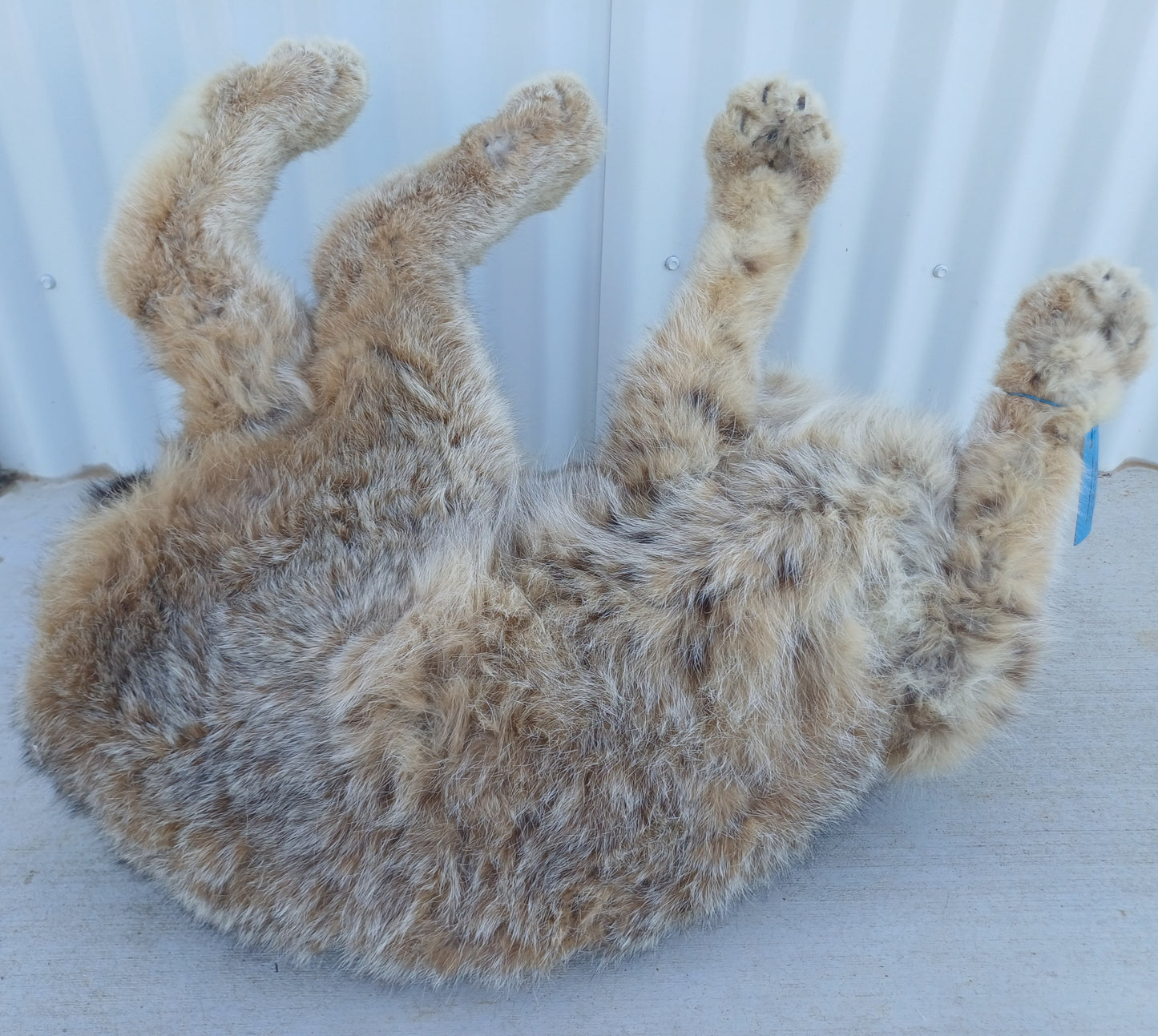 Lynx taxidermy mount