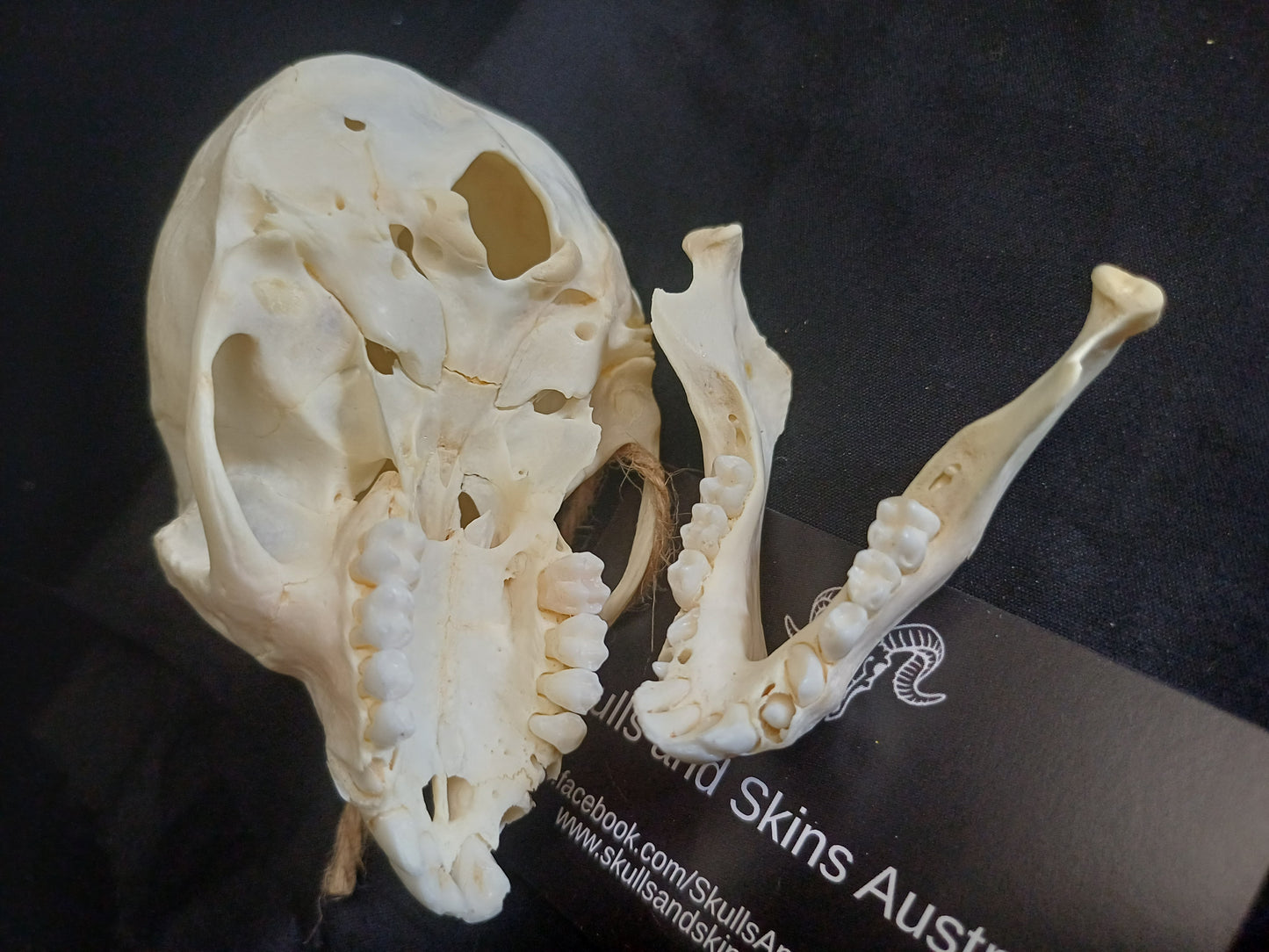 Vervet Monkey Skull - B Grade Sub Adult Female
