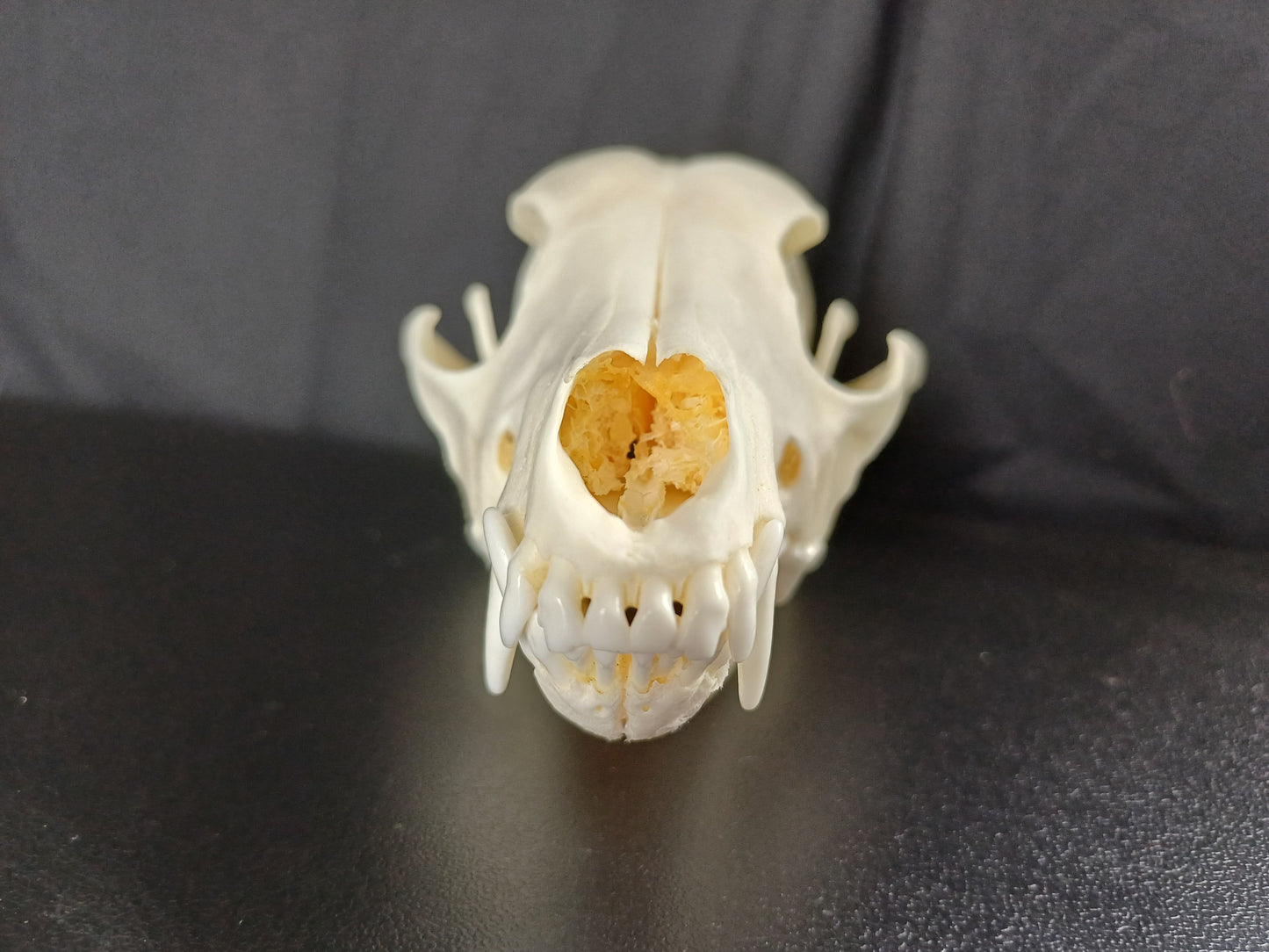 Black Backed Jackal Skull