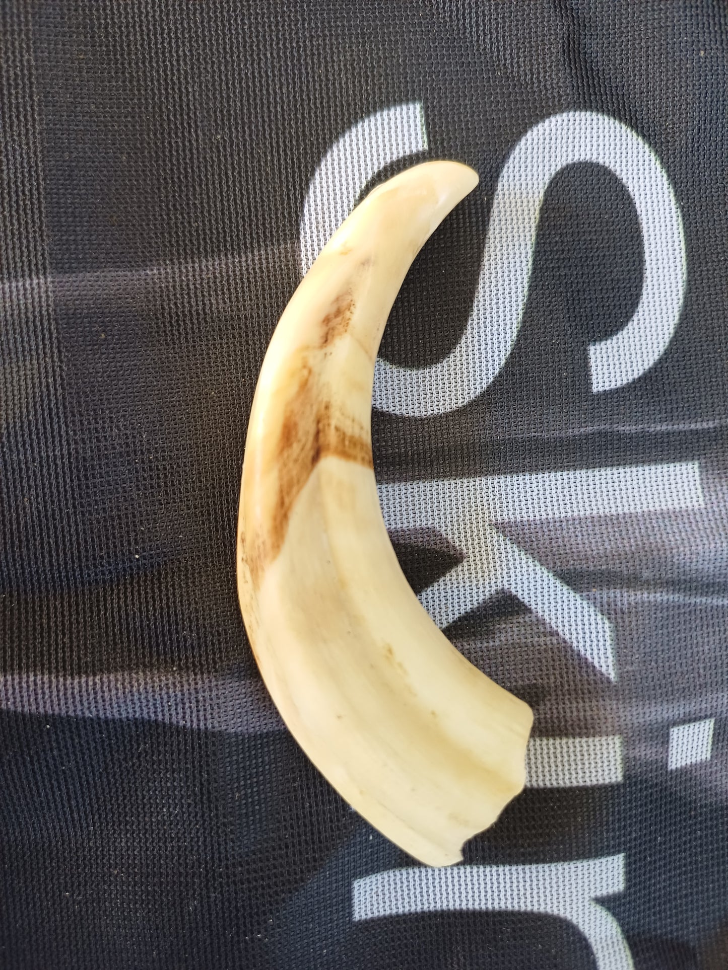 Warthog Tusk