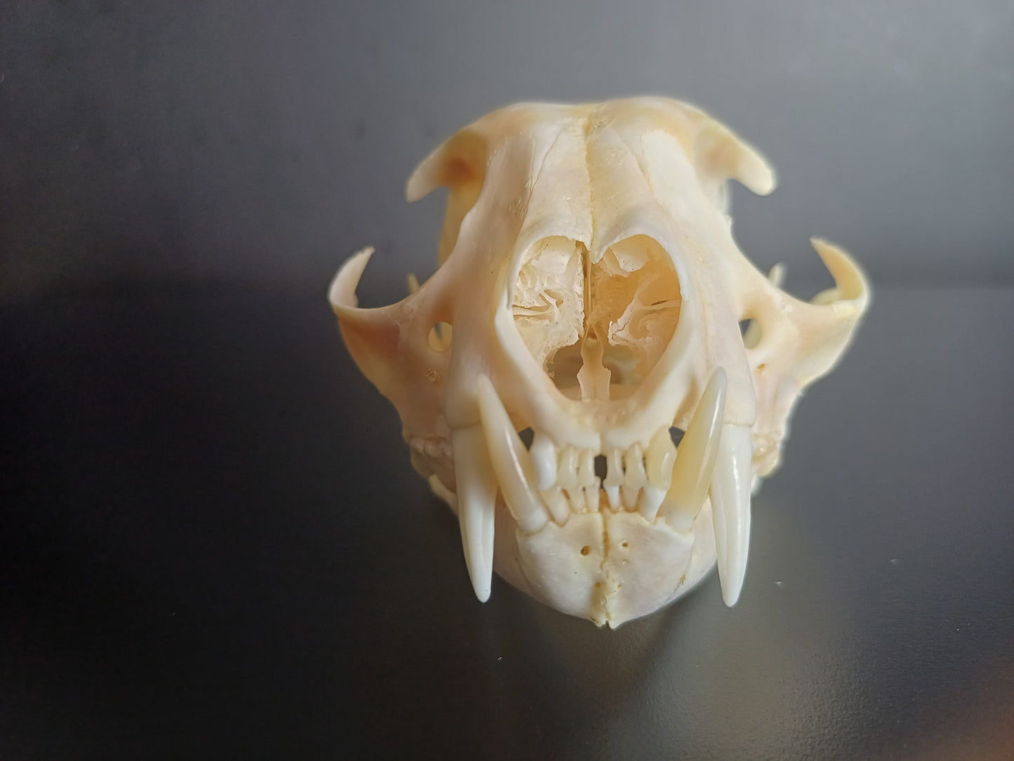 Lynx skull